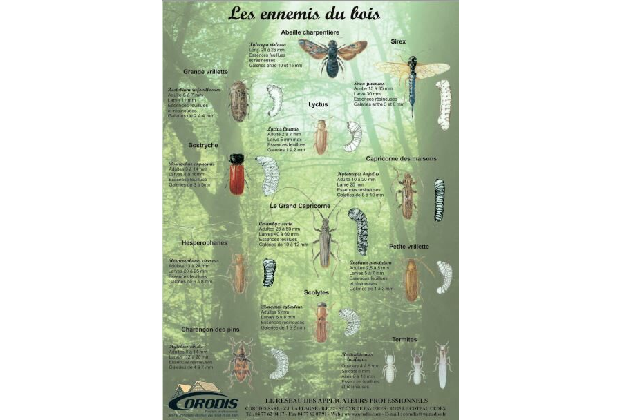 Poster entomologique